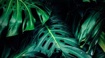 Highlights of the Latest Judicial Interpretation of Disputes over New Plant Variety Rights