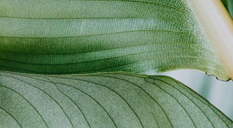 China’s New Seed Law with IP Protection over Plant Variety