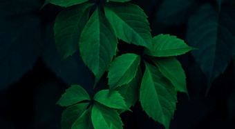 我没乱动你的种子——侵害植物新品种权案件抗辩策略